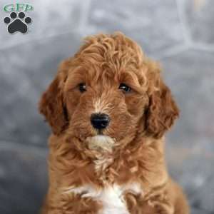 Orchid, Miniature Poodle Puppy